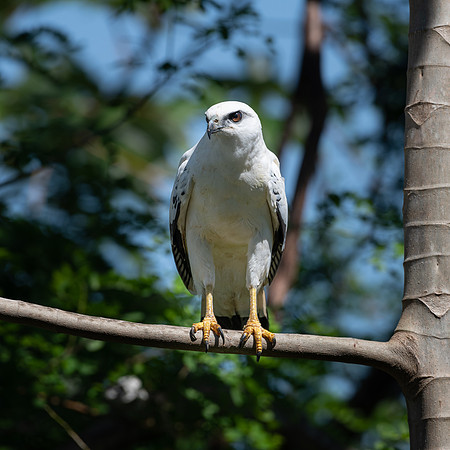 White Hawk