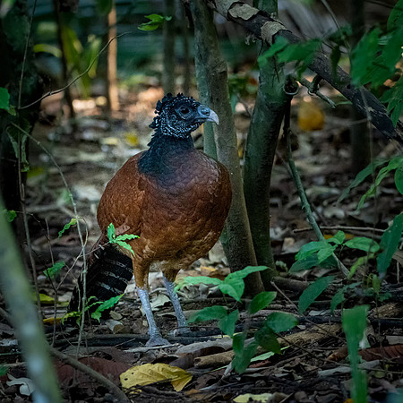 Great Curassow (f)