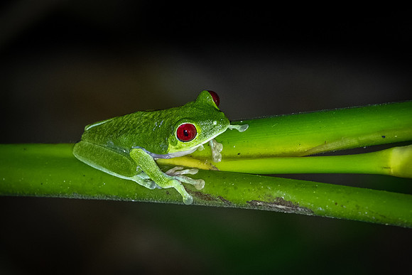 Red-eyed Tree Frog