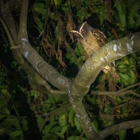 Crested Owl
