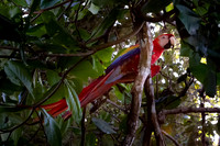 Scarlet Macaw -2