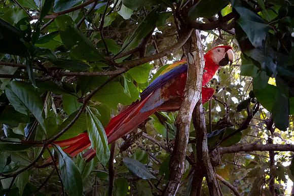 Scarlet Macaw -2