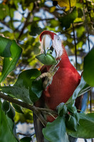 Scarlet Macaw -1