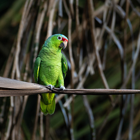 Red-lored Parrot -3