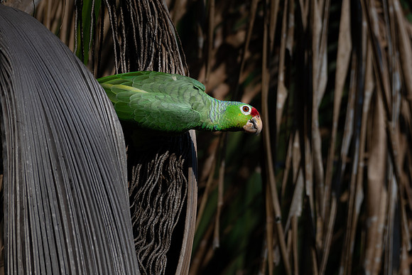 Red-lored Parrot -2