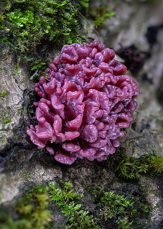 Purple Jelly Brain Fungus 280924-2