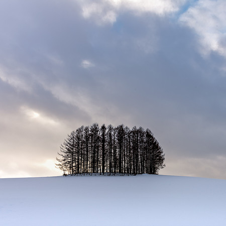 Biei Trees -4