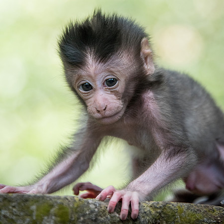 Baby Long-Tailed Macaque