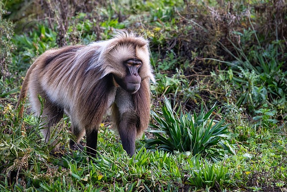 Gelada-4