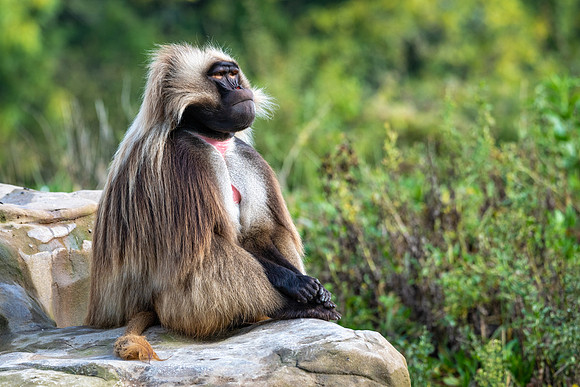 Gelada-1