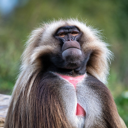 Gelada-2