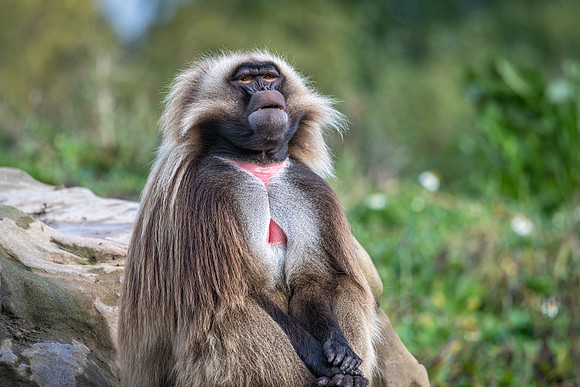 Gelada-3