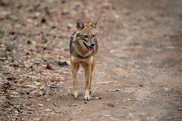 Golden Jackall -2