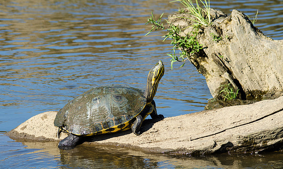 Red Eared Terrapin