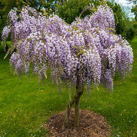 Wisteria Floribunda -1