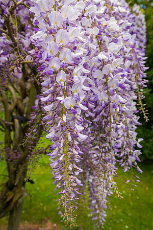 Wisteria Floribunda -4