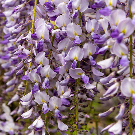 Wisteria Floribunda -3