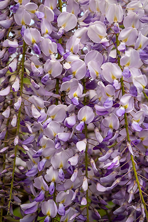 Wisteria Floribunda -2