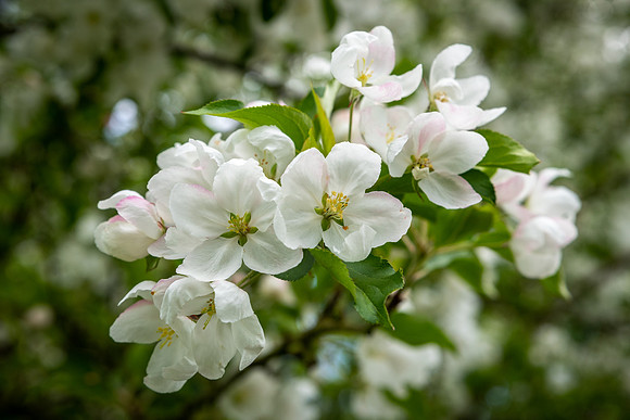 Pear Blossom -2
