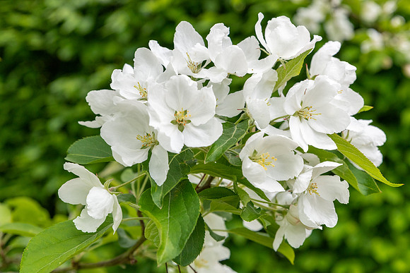 Pear Blossom -1