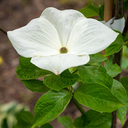 Cornus 'Eddie's White Wonder'
