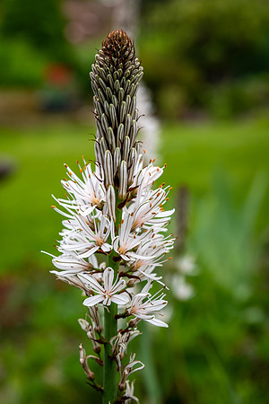 White Asphodel (Asphodelus albus)