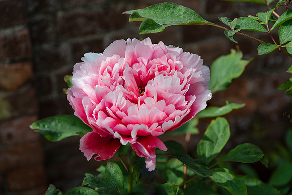 Tree Peony