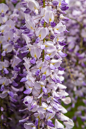 Wisteria Sinensis -5