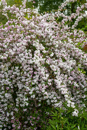 Japanese Snow Flower, Deutzia x Elegans Rosealind -2