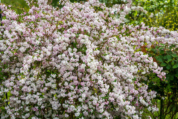 Japanese Snow Flower, Deutzia x Elegans Rosealind -1