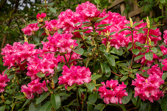 Rhododendron Pink Pearl