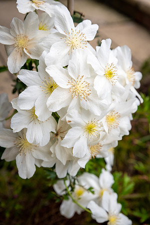 Clematis Henryi Prolific Flowers