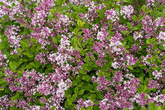 Korean Lilac, Syringa meyeri palabin