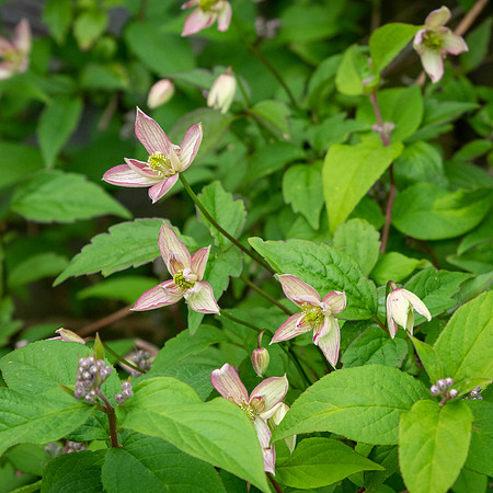 Clematis Montana Marjorie