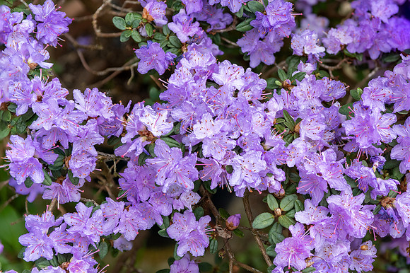 Rhododendron Ramapo