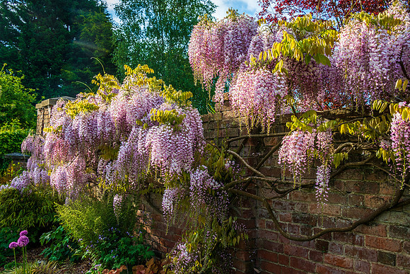 Wisteria Sinensis -2