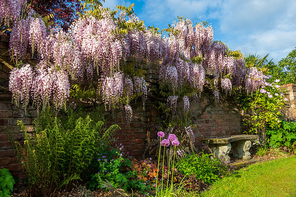Wisteria Sinensis -1