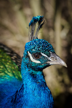 Peacock