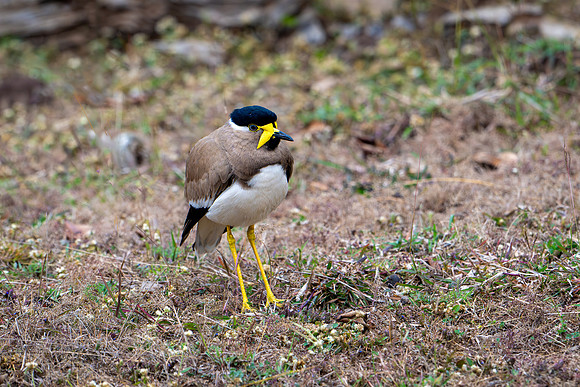 Yellow-wattled Lapwing