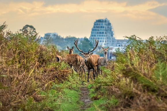 Red Deer in the City
