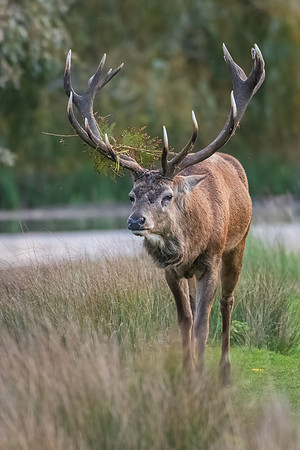 Red Deer Stag -10