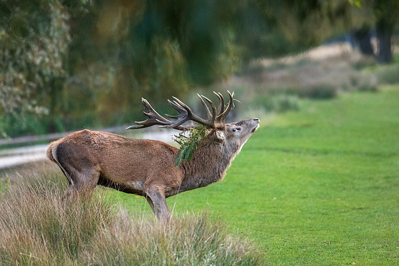 Bushy Park-4