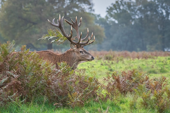 Red Deer Stag -8