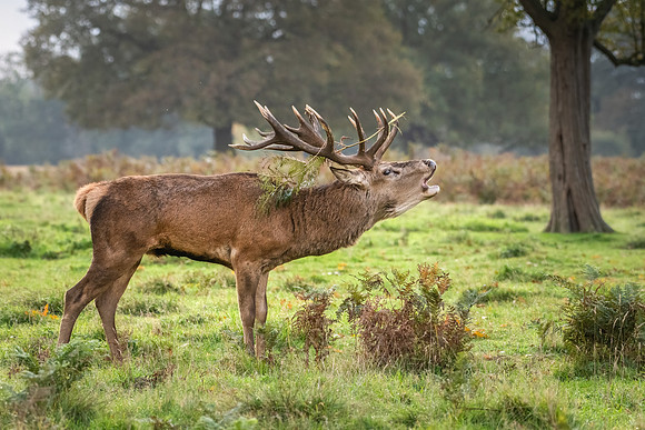Red Deer Stag -7