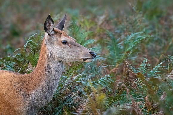 Red Deer Female -2