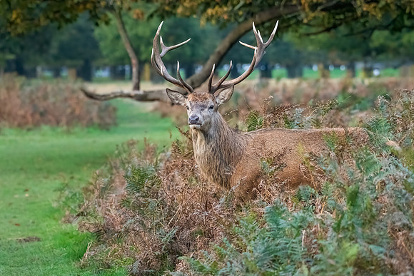 Red Deer Stag -5