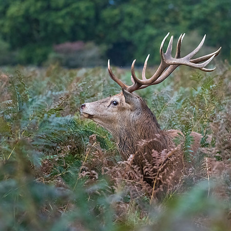 Red Deer Stag -4