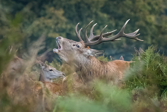 Red Deer Stag -3