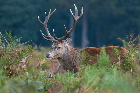 Red Deer Stag -2