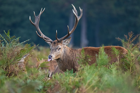 Red Deer Stag -1
